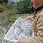IMG-20250208-WA0001