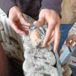 IMG-20250208-WA0024